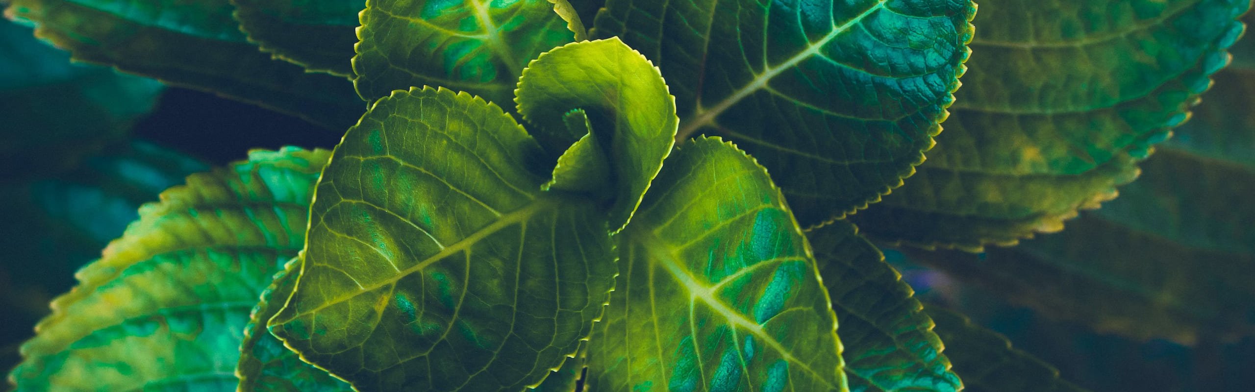 Banner Prueba BioD