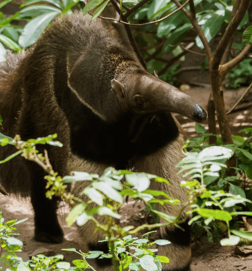 Wildlife Actions BioD